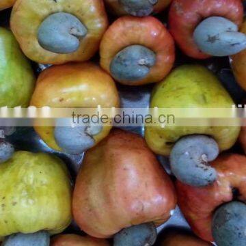 Cashew Nuts... photo-6