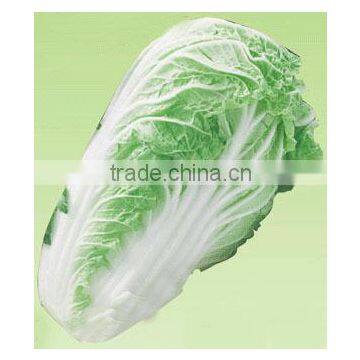 fresh cabbage