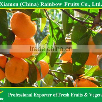 Honey sweet top quality fresh mandarin nanfeng baby mandarin for sale