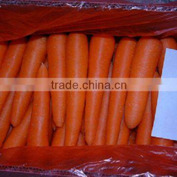 Middle Size Fresh Carrot