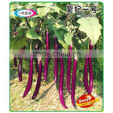 Hybrid Long Purple Eggplant Seeds-Purple Princess No.1