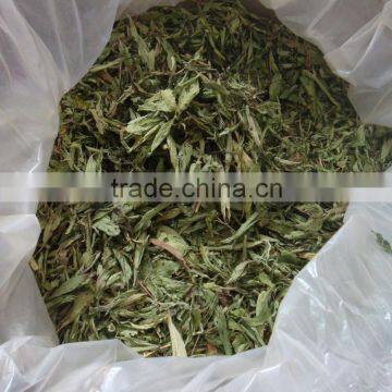 Dried stevia leaves