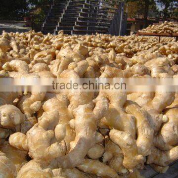 Fresh Ginger Needed photo-5