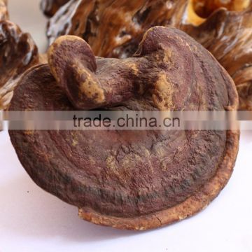 Factory Supply Reishi Mushroom Extract Powder