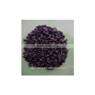 high yield and disease resistant red root chinese chives seeds