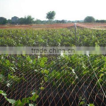 HDPE Anti Bird Netting photo-5
