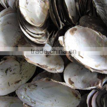 New Arrival Wholesale Natural Freshwater Shells Raw Shells photo-2