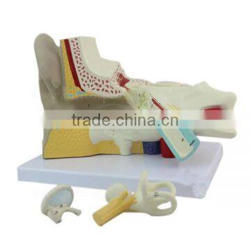 Ear Plastic Education Human Body Anatomy Model photo-4