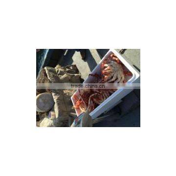 Frozen Cooked King Crab photo-5