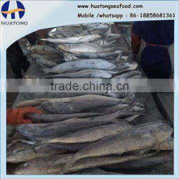 ready stock sea frozen mahi mahi whole round 2kgs + ,big size