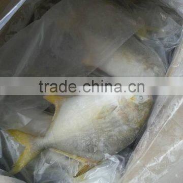 Seafood Gold Pomfret photo-2