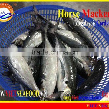 FRESH RAM MATERIALS W/R HORSE MACKEREL