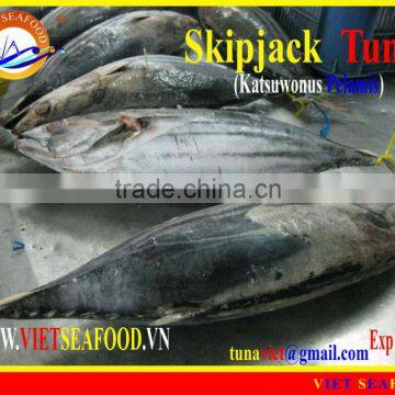 FROZEN SKIPJACK TUNA WHOLE ROUND