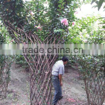 Lagerstroemia Indica Chinese Letter Bottle and Tree Shape Plants photo-5