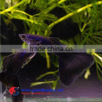 Live Aquarium Fish photo-3