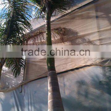 Roystonea Regia "Royal Palm" Cuban Royal Palm" 350/500 Plant Height photo-4
