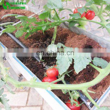 Commercial Green Pepper Cultivation In Coco Coir Substrate Gully