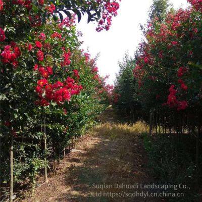 Price of 3-cm Lagerstroemia Indica, Cheap and High Survival Rate photo-3