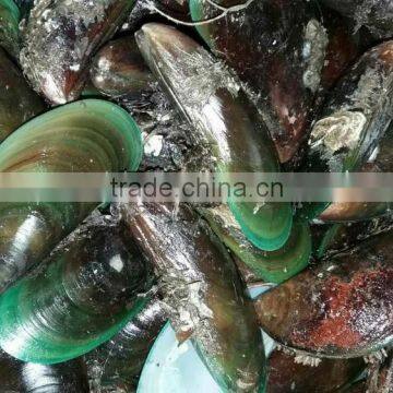 Frozen Green Mussel photo-3