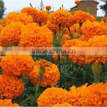 Antioxidant Benefits Zeaxanthin 5%-20% Marigold Extract