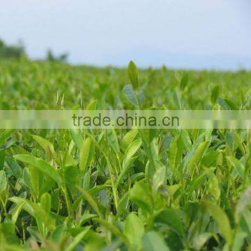 Sought-After Economical Chinese Japanese Matcha With Its Organic Plantation Grown in Shaded USDA BRC EC Certified photo-5