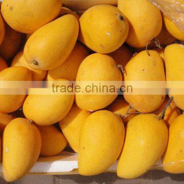 Vietnam Mango