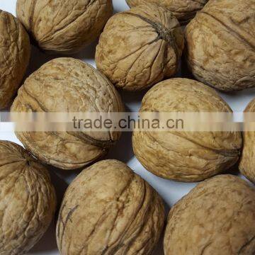 Whole Walnut in Shell