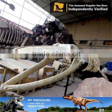 MY Dino-C058 Water Park Whale Skeleton for Sale