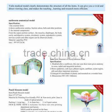 Anatomical Plant Model photo-6