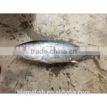 Frozen bonito whole fish for sale