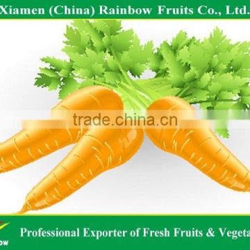 Premium Fresh Organic fresh red Carrots with higher quality