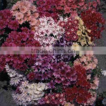 Phlox drummondii (Phlox Twinkle Stars Mixed)