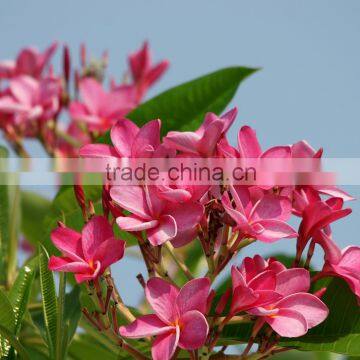 Red Flower Plumeria Rubra L. cv. Acutifolia