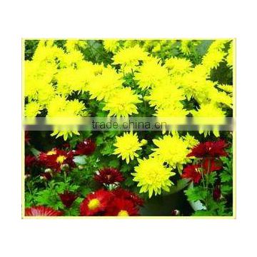 Chrysanthemum Chinese Herb Medicines