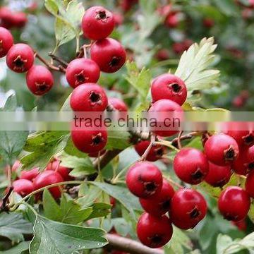 hawthorne berry extract