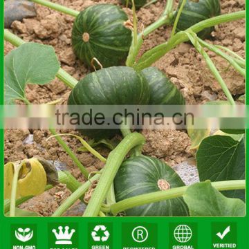 PU10 Beili early maturity f1 hybrid sweet pumpkin seeds, seeds for planting