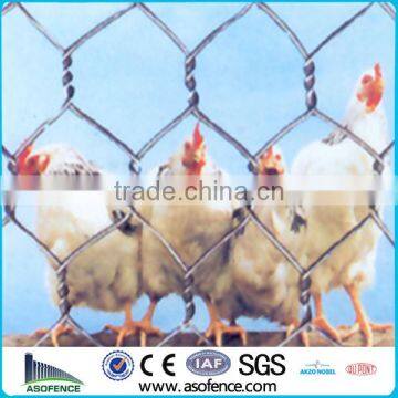 Chicken Wire / Chicken Fencing(Anping A.S.O Factory)