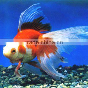 Automatic Floating Fish Food Machie/processing Line With CE 86-15553158922 photo-6