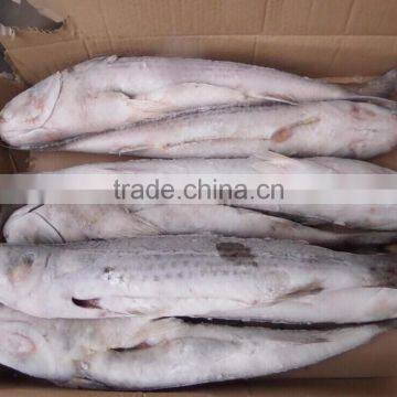 BQF grey mullet whole round ,1000+g Mugil Cephalus