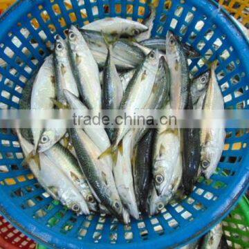 Frozen Pacific Mackerel Fish Newest photo-5