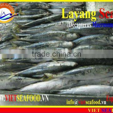 FROZEN LAYANG SCAD (MUROAJI) WHOLE ROUND photo-6