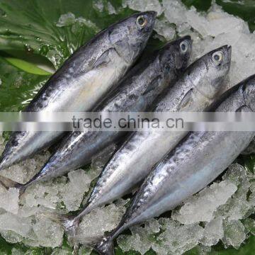 Shishi Zhengyuan Aquatic Frozen Bonito W/R photo-4