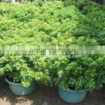 Aglaia Odorata Ornamental Plants photo-2