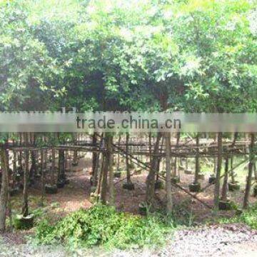 Ficus Nitida potted trees