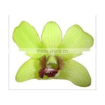 Thailand Top Quality D-015 Dendrobium Burana Jade Orchid