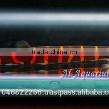 Giant Coolie Loach Fish / Aquarium Fish Farm photo-6