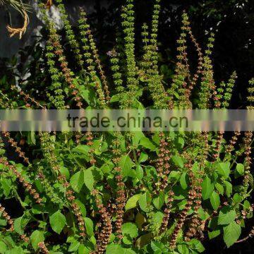 Ocimum Sanctum Extract photo-3