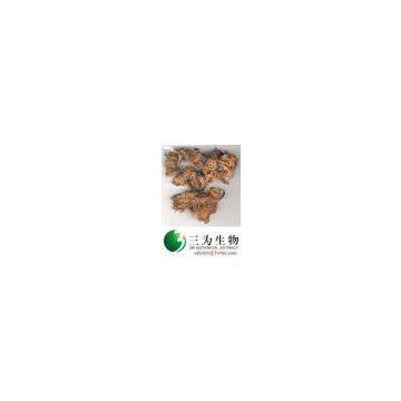 high quality Osha Root Extract