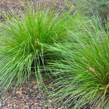 Field Green 40-60cm Perennial Ornamental Grasses Customized Size White