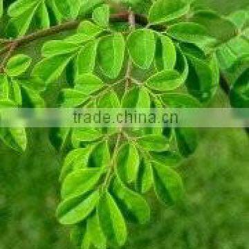 Food Grade Moringa Leaves for Export